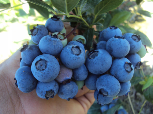 Голубика Блюголд