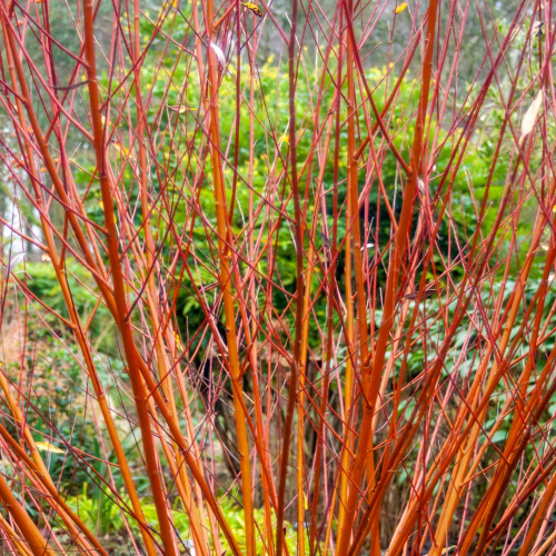 Salix-alba-vitellina-Britzensis-01