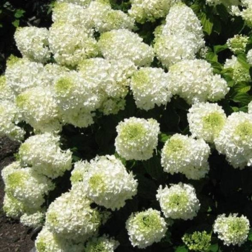 gortenziya-metelchataya-silver-dollar-22