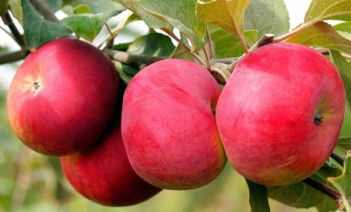 opisanie-sorta-yabloni-aksena