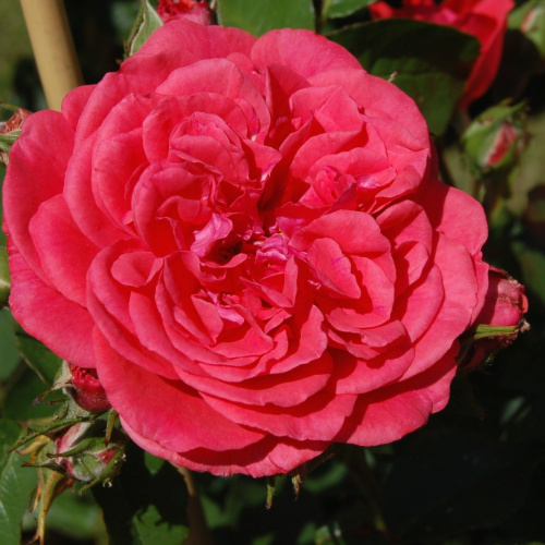 yutersen-rozenkenigin