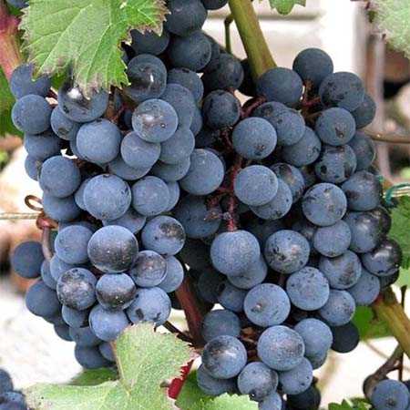 ВИНОГРАД-ПЛОДОВЫЙ-ГОЛУБОК