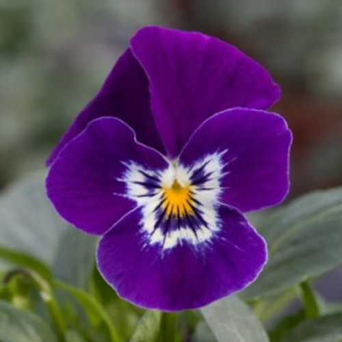 виола бель визо пурпл вайт фейс