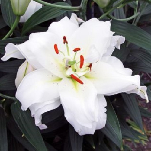 2571.-GUAPA-205-800x800