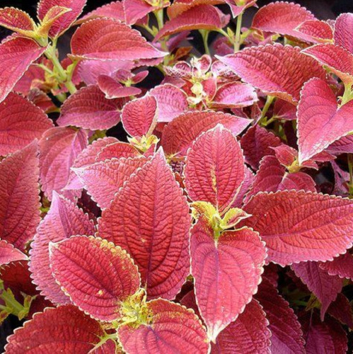 визард сансет