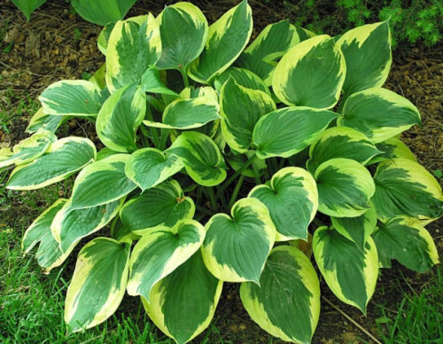 khosta-gibridnaya-twilight