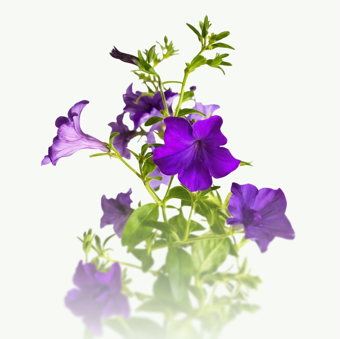 Однолетние цветы