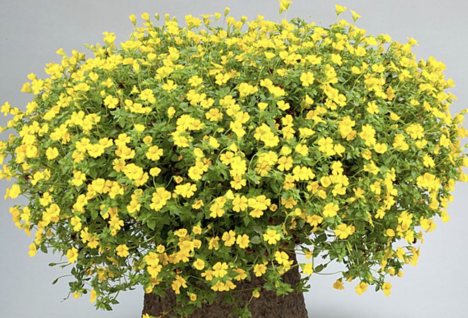 Мекардония