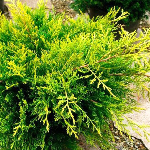 Mozhzhevelnik-Old-Gold