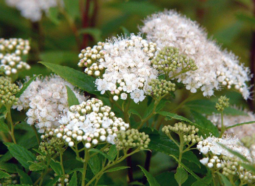 spiraea-japonica-albiflora-2