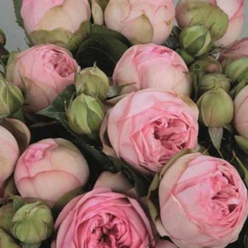 Роза чайно-гибридная Charming Piano "Чарминг Пиано" : С5/7,5