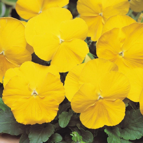 виола паур клиа еллоу