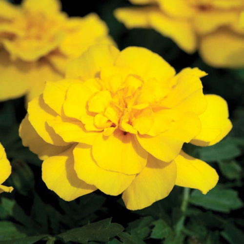 barhatci_Alumia_Yellow