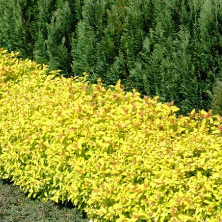 spiraea-_golden-carpet2