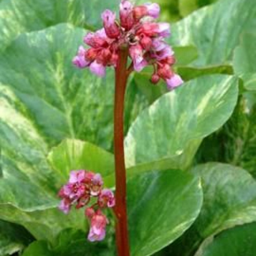 галина серова