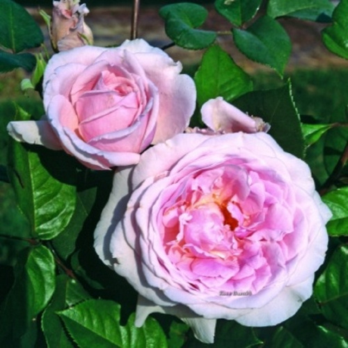 дольче луна