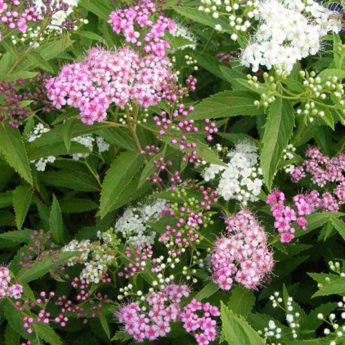 spirea-japonica-Genpei-2