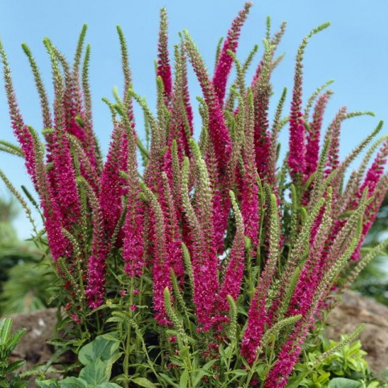 2atauh7bfs3ncsxrn6cr1c7jaula7rn3