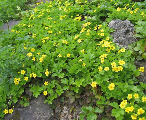 valdshteyniya_troychataya2