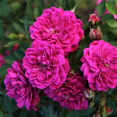 roza_purple_rain