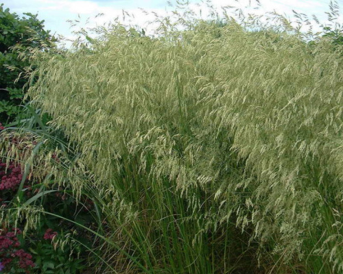 Deshampsiya-Goldshleer