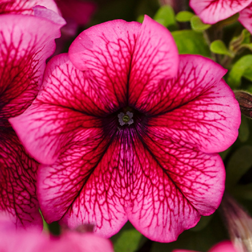 петуния лимбо джи пи плюм