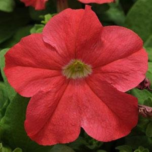 петуния Ez Rider F1(deep salmon)