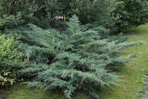 mozhzhevelnik_virginskiy_hetc.jpg1_