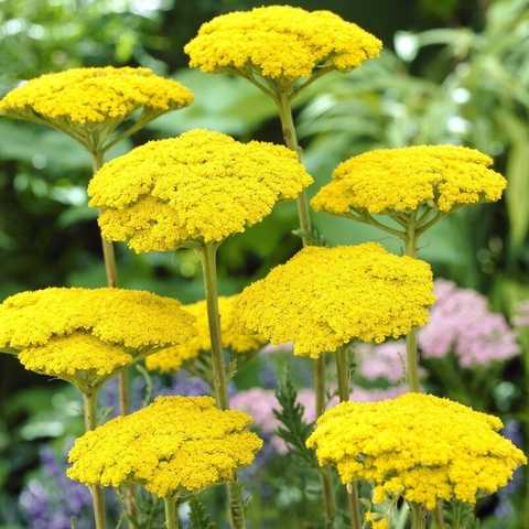 achillea_filipendulina_parkers_variety-32273302192735