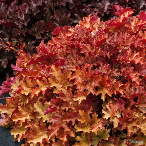 487d5144d32c25b5535974c01d3b0fa1