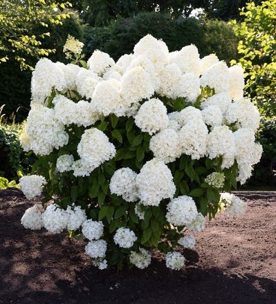 _________________61bb1b32dfd00