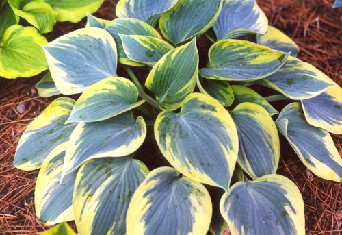 Hosta-Aristocrat-Хоста-Aристократ