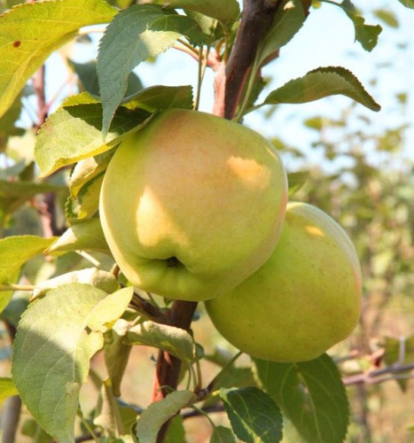 sxzxu2vymy8mxech2ke26axscad9w1mc