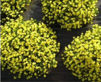 мекардония