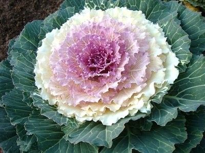 Капуста декоративная