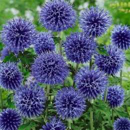 echinops-bannaticus-blue-globe