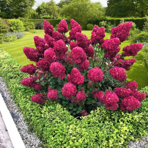 hydrangea-paniculata-samarskya-lydia-01