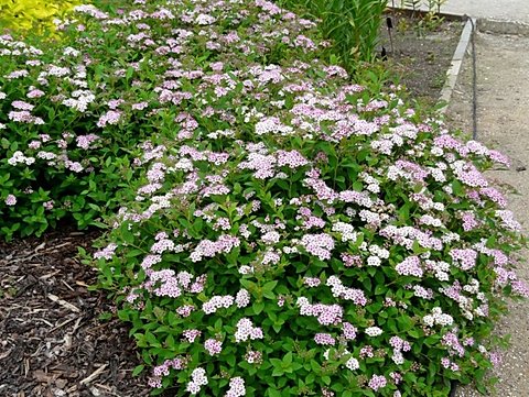 3ca53b_d909236eb77f46b1803cd0acbbfe2643_mv2