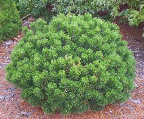 pinus mugo sherwood compact