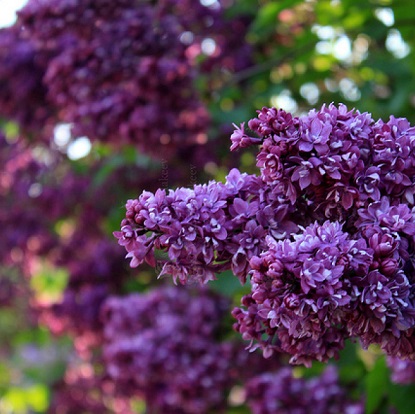 Syringa-Ogni-Donbass