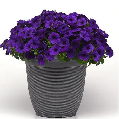 петуния-e3-easy-wave-f1-blue