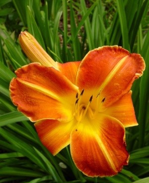 шола лилейник