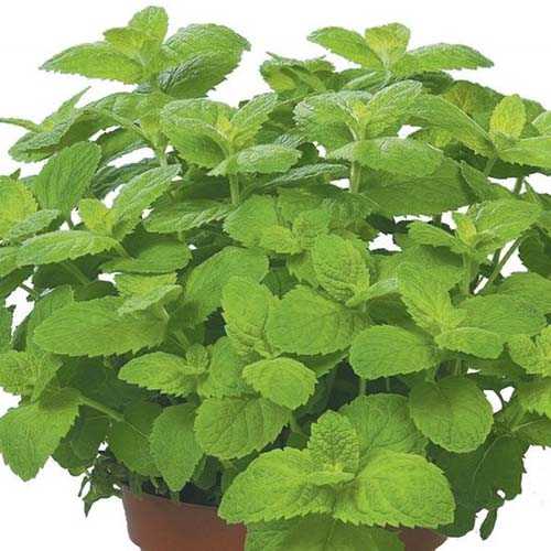 mentha-suaveolens-apple-mint-01