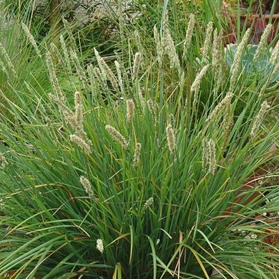 plant_32748_shoot_20220929000742