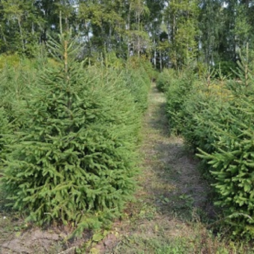 ель обыкновенная