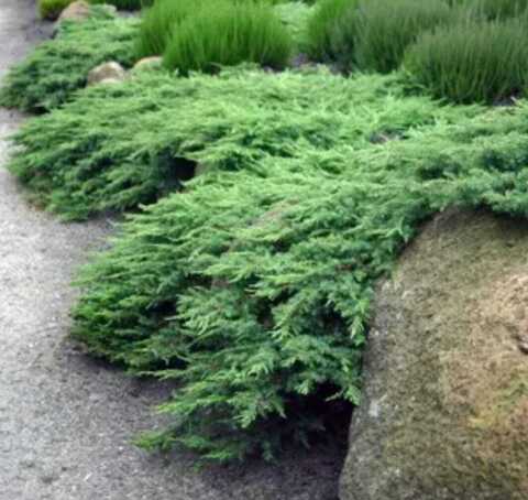 мож рокери джем