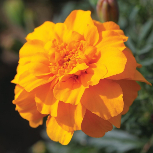 бархатцы алюмиа голд