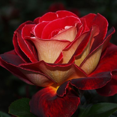 frendship-friendship