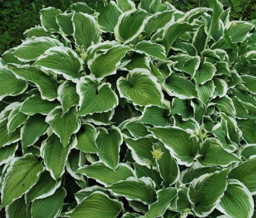 hosta-patriot-patriot