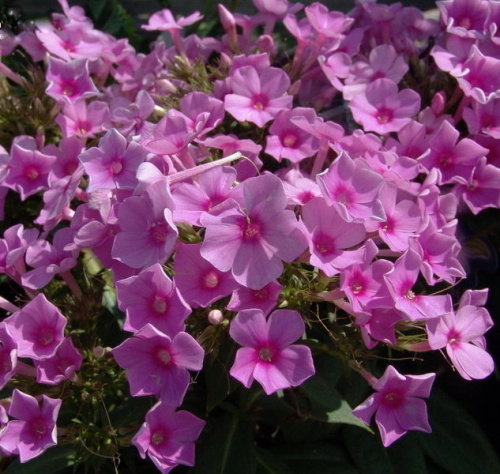 Флокс Phlox paniculata Flame Pro Soft Pink